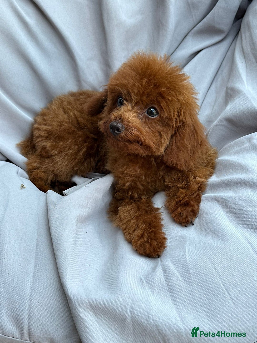 Toy Poodle dogs for sale: Asian Toy Poodle (Korean & Chineese) VERY rare - Image 7