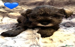 Miniature Schnauzer dogs for sale: Miniature Schnauzer Puppies - Image 10