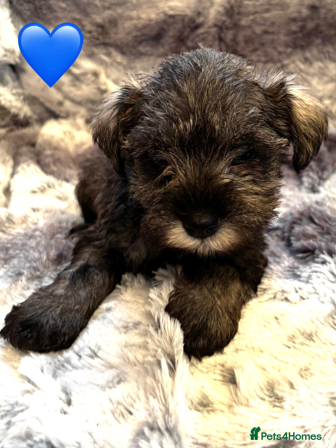 Miniature Schnauzer dogs for sale: Miniature Schnauzer Puppies - Image 10