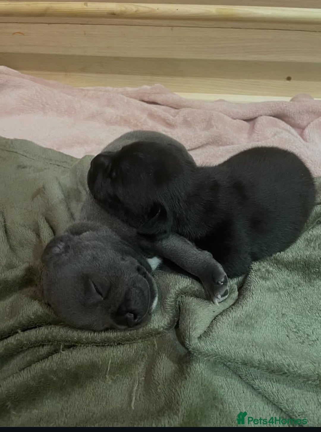 Staffordshire Bull Terrier dogs for sale: Gorgeous Blue&Black Pedigree Staffy’s Puppies  - Advert 10