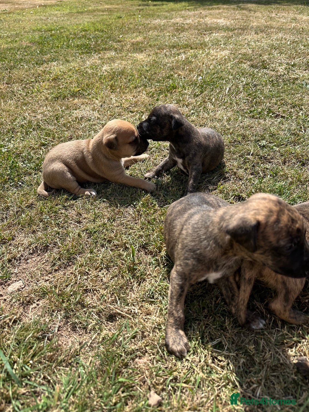 Mixed Breed dogs for sale: Whippet * patterdale  - Image 8