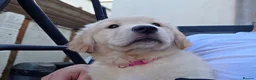 Golden Retriever dogs for sale: Golden retrievers pure breed. - Advert 13