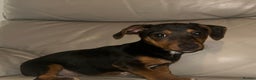 Dachshund dogs for sale: Male dachshund puppy - Advert 3