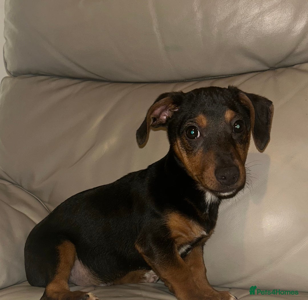 Dachshund dogs for sale: Male dachshund puppy - Advert 3