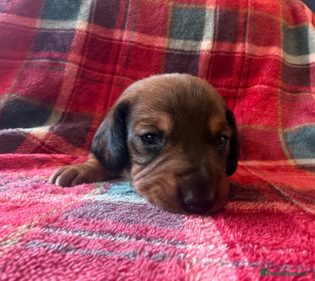 Miniature Dachshund dogs for sale: 2 handsome miniature dachshund puppies  - Advert 4