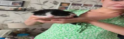 Mixed Breed cats for sale: Mixed breed kittens  in King's Lynn - Advert 5