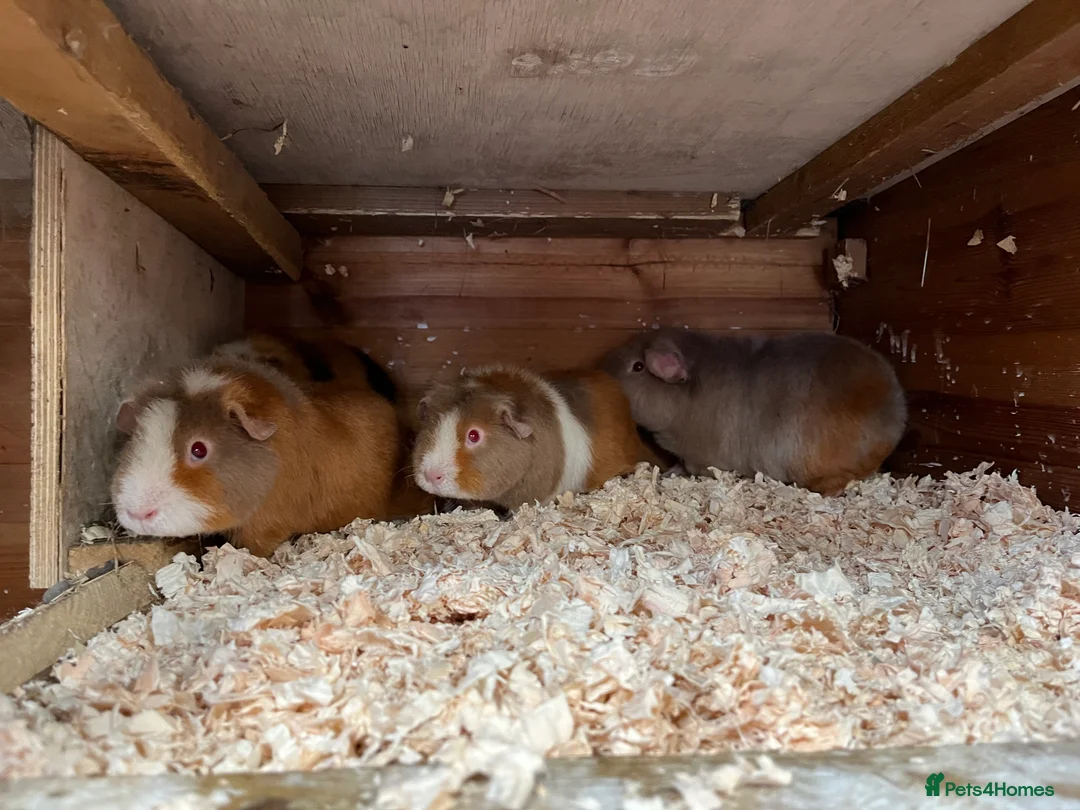 Guinea Pig rodents for sale: Teddy guinea pigs for sale  - Advert 1