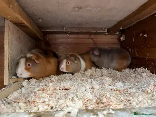 Guinea Pig rodents Teddy guinea pigs for sale - Advert 2