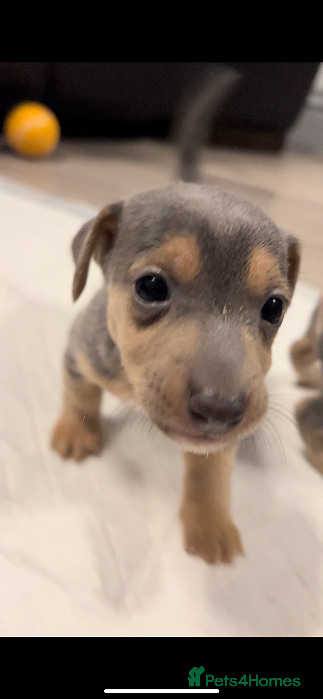 Jack Russell dogs for sale: DONJACKS PUPPIES ON THE WAY!! - Advert 14