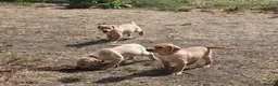 Labrador Retriever dogs for sale: Farm Reared Fox Red & Cream Labradors - Advert 13