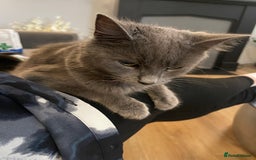 Mixed Breed cats for sale: 5 very fluffy stunning black kittens  - Image 13