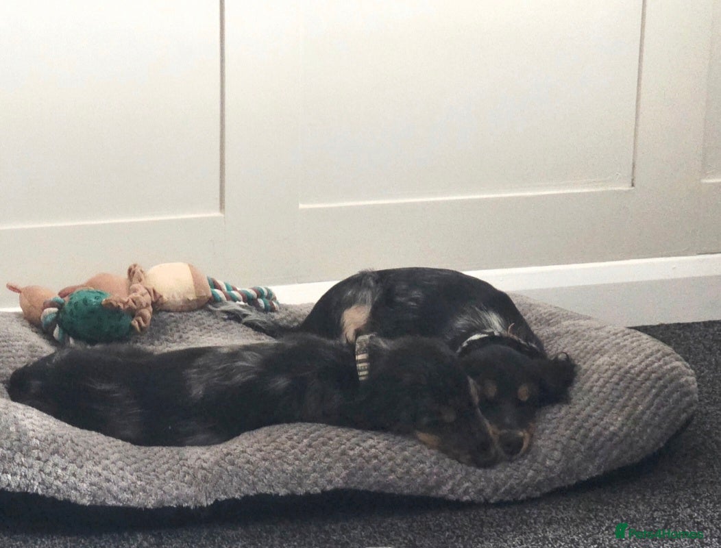 Cocker Spaniel dogs for sale: Brother and sister  in Rotherham - Advert 5