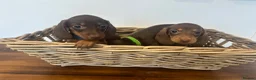 Miniature Dachshund dogs for sale: Beautiful Chocolate & Tan Dachshund Pups Ready Now - Advert 16