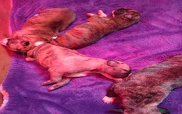 Whippet dogs for sale: Top Class Whippet Puppies bred from Champions - Image 22
