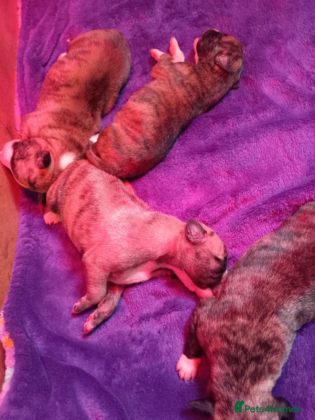 Whippet dogs for sale: Top Class Whippet Puppies bred from Champions - Image 22