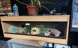 Leopard Gecko reptiles for sale: Female Blizzard Leopard Gecko & Enclosure For Sale - Image 8