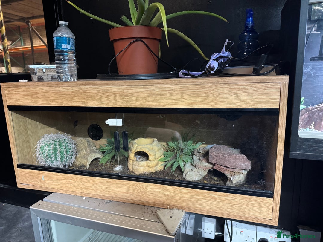 Leopard Gecko reptiles for sale: Female Blizzard Leopard Gecko & Enclosure For Sale - Image 8