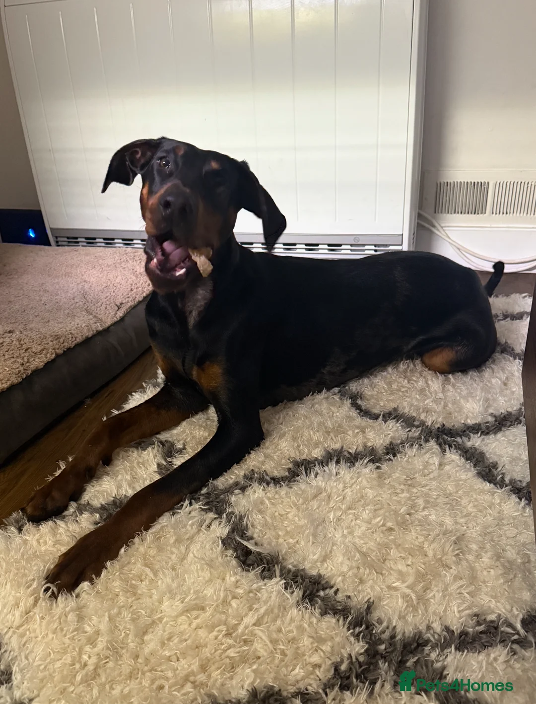 Mixed Breed dogs for sale: Doberman x Beauceron looking for her forever home  - Advert 3