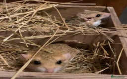 Gerbil rodents for sale: Trio of Fat Tail Gerbils (Duprasi)  - Image 4