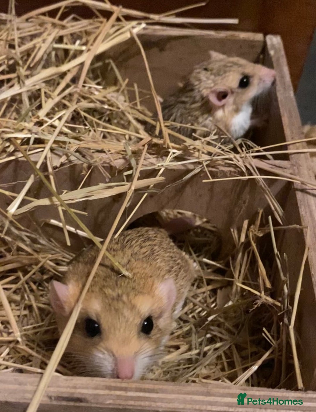 Gerbil rodents for sale: Trio of Fat Tail Gerbils (Duprasi)  - Image 4