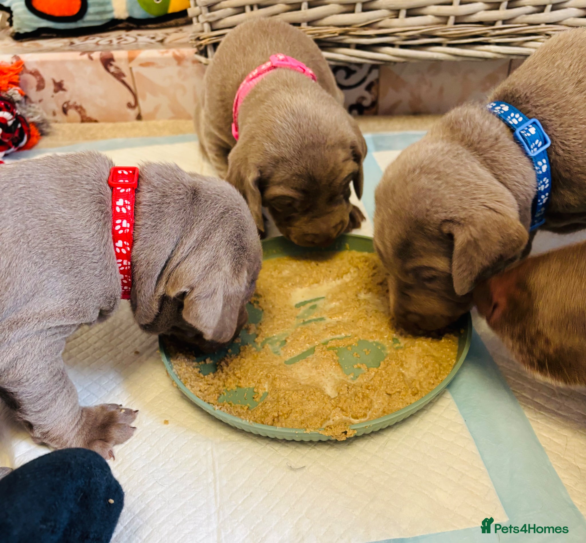 Mixed Breed dogs WEIM X DOBERMAN CHAMPION BLOODLINE PUPS - Advert 5