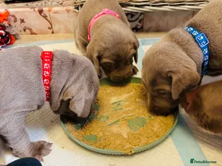 Mixed Breed dogs WEIM X DOBERMAN CHAMPION BLOODLINE PUPS - Advert 5