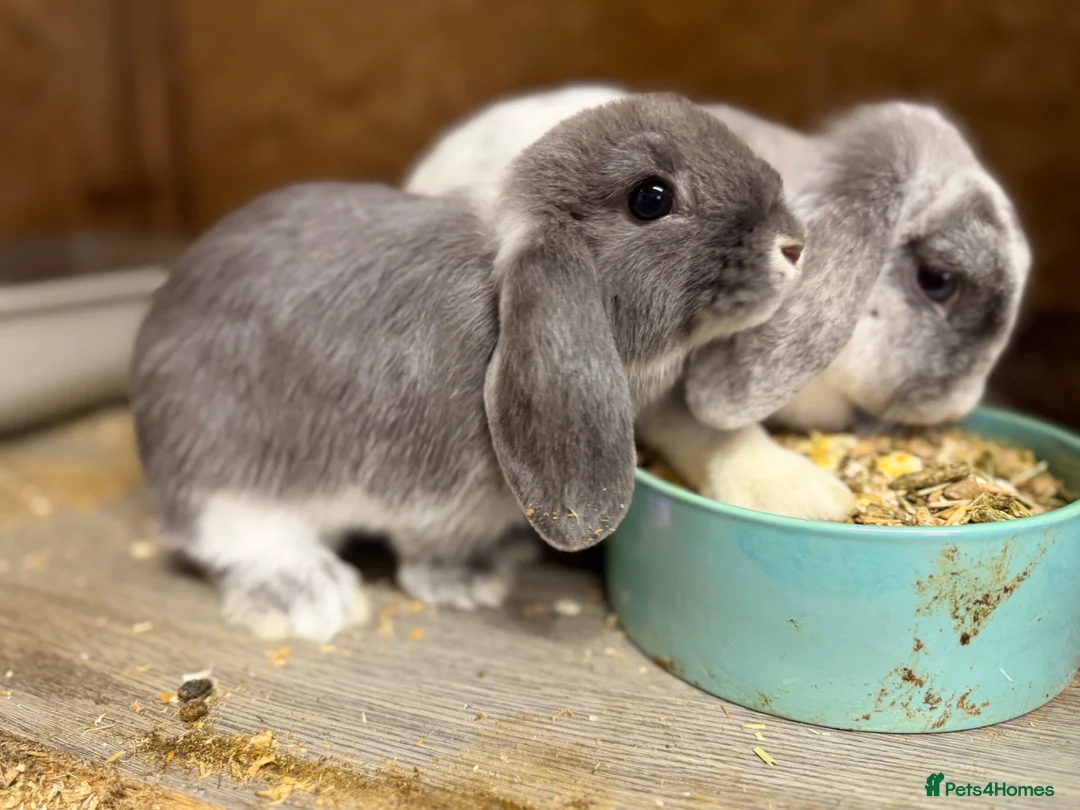 Lionhead rabbits for sale: Mini lops. X1 Doe. Ready to leave - Advert 1