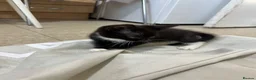 Norwegian Forest Cat cats for sale: Kittens for sale - Advert 8