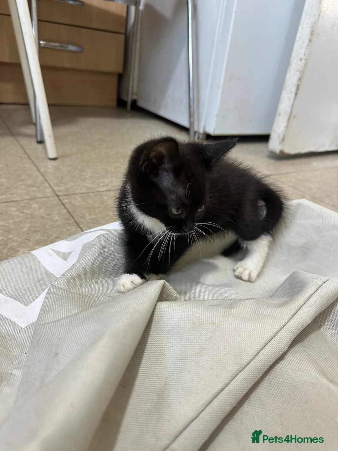 Norwegian Forest Cat cats for sale: Kittens for sale - Advert 8