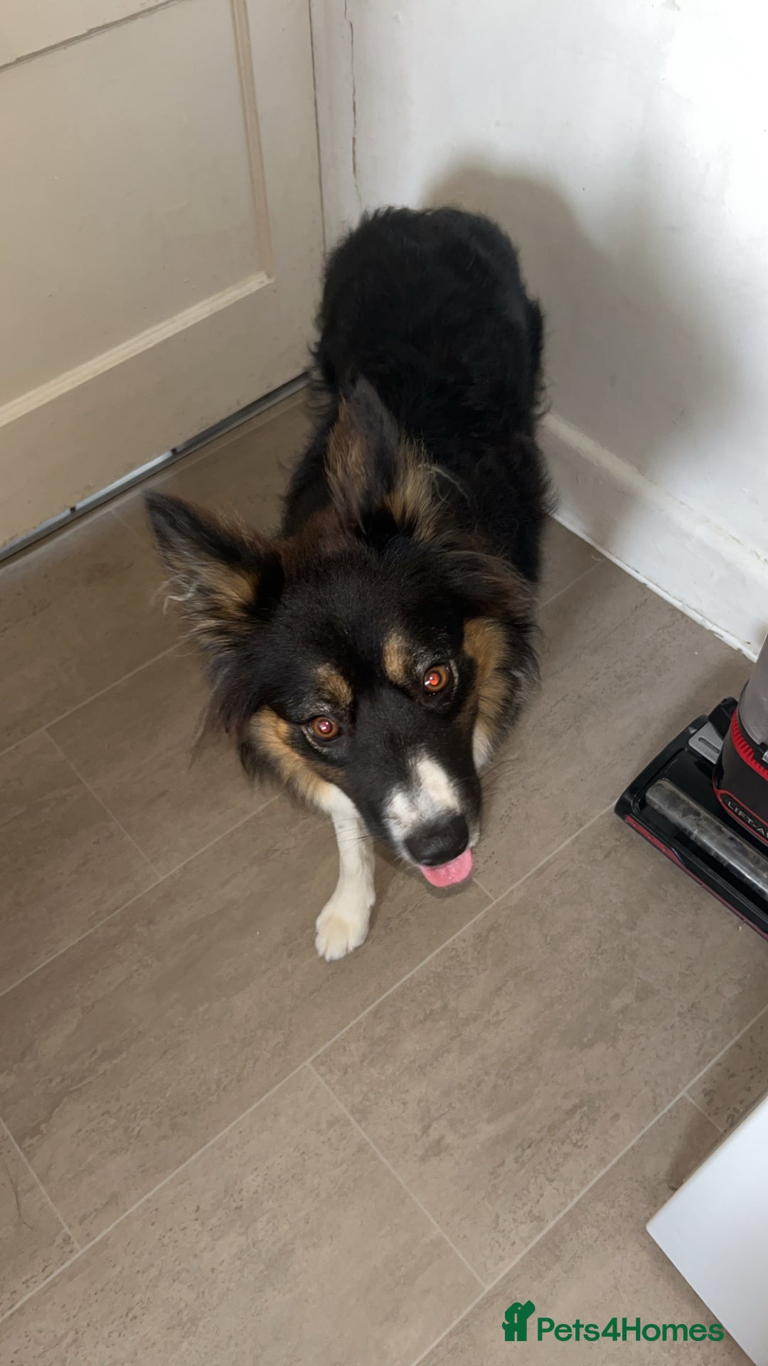 Mixed Breed dogs for sale: 10 month old Australian collie  - Image 1