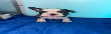 French Bulldog 1