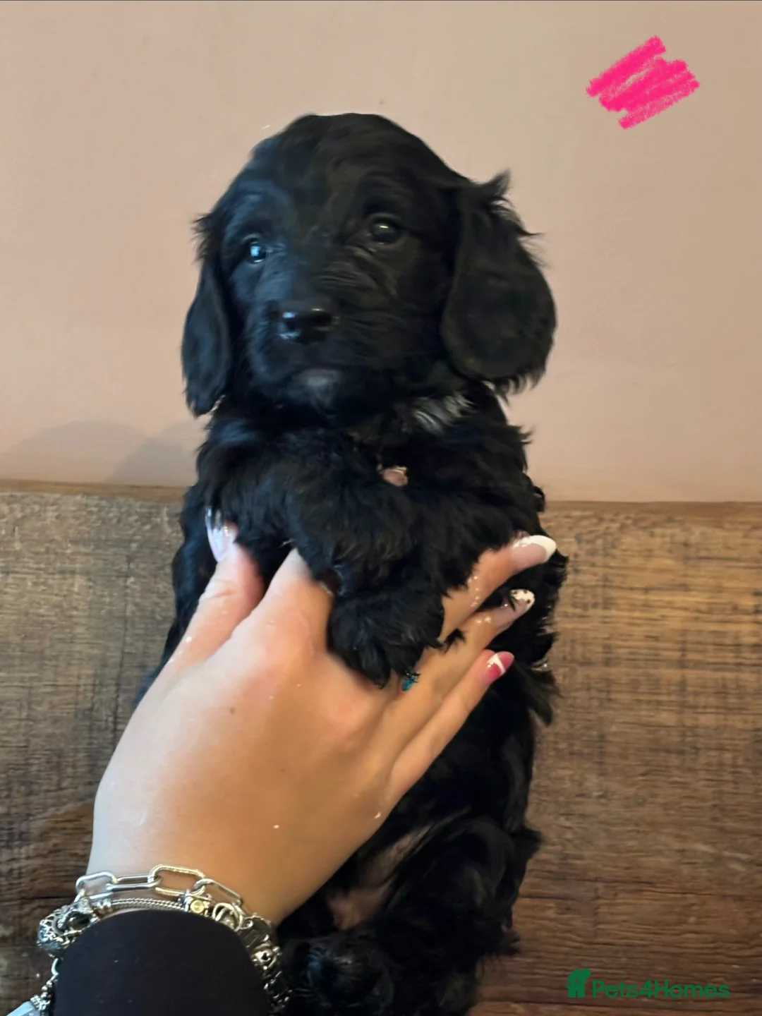Sproodle dogs for sale: Gorgeous Sproodles READY NOW - Advert 2