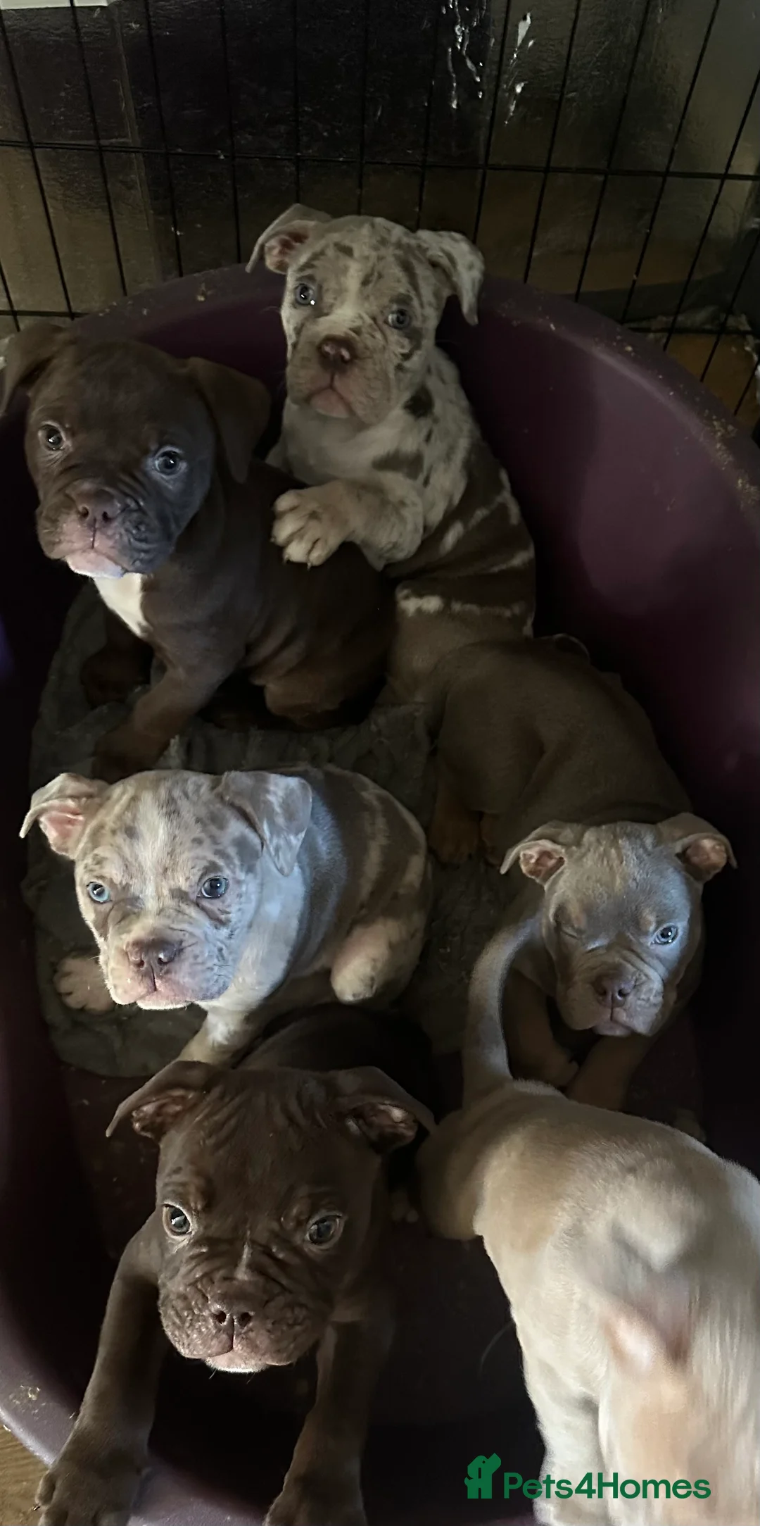 Old Tyme Bulldog dogs for sale: 7 full bred old tyme bulldogs  - Advert 2