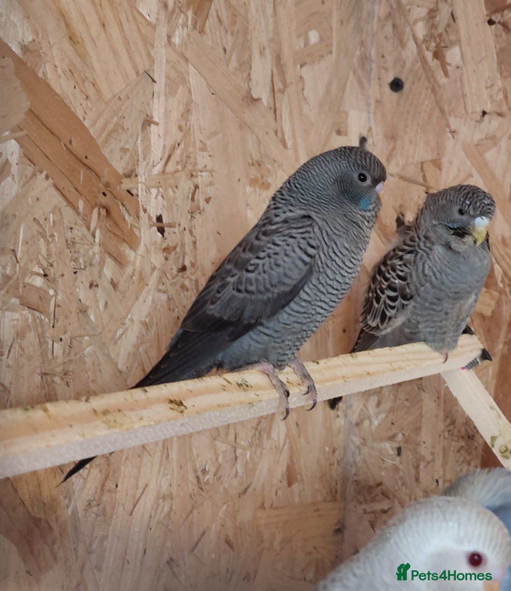 Budgerigars birds Budgies - Advert 6