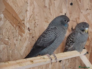 Budgerigars birds Budgies - Advert 19