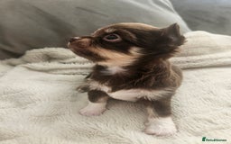 Chihuahua dogs for sale: Beautiful Chihuahua pups - Image 1