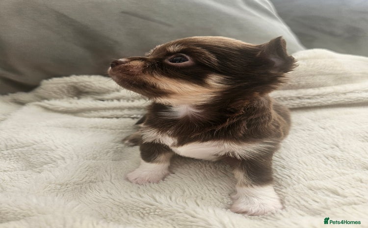 Chihuahua dogs - Advert 1