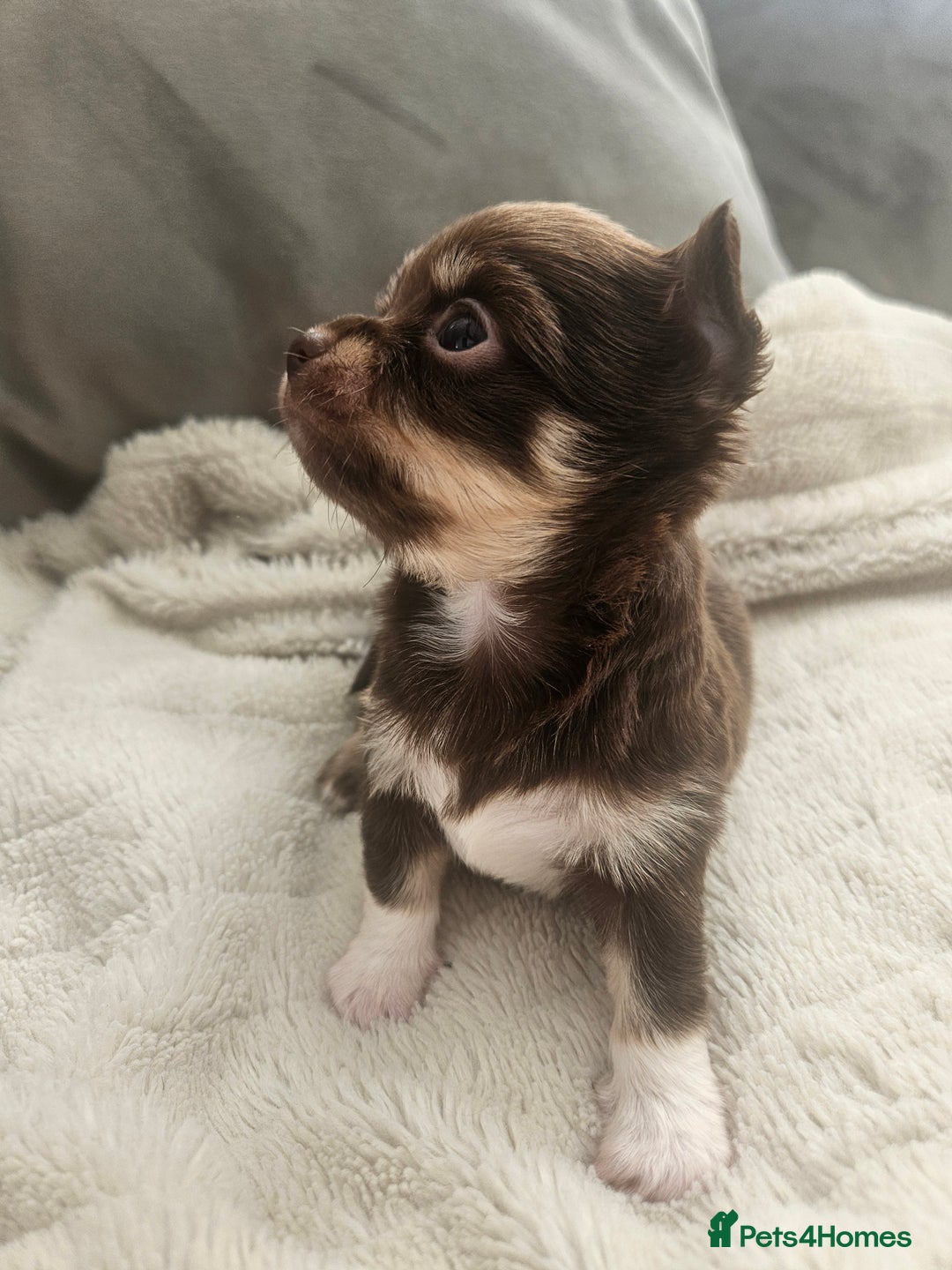 Chihuahua dogs for sale: Beautiful Chihuahua pups - Image 1