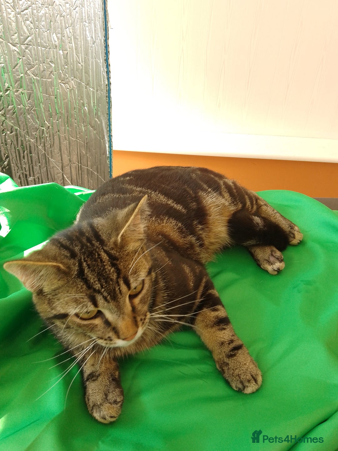 Mixed Breed cats for sale: Healthy microchiped  11 months male - Image 4