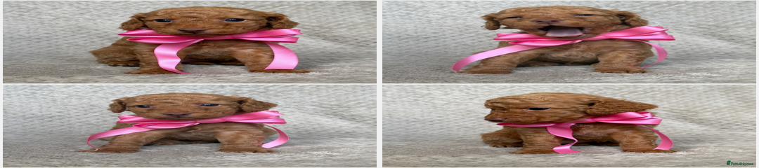 Cockerpoo x Cavapoochon Puppy - Female