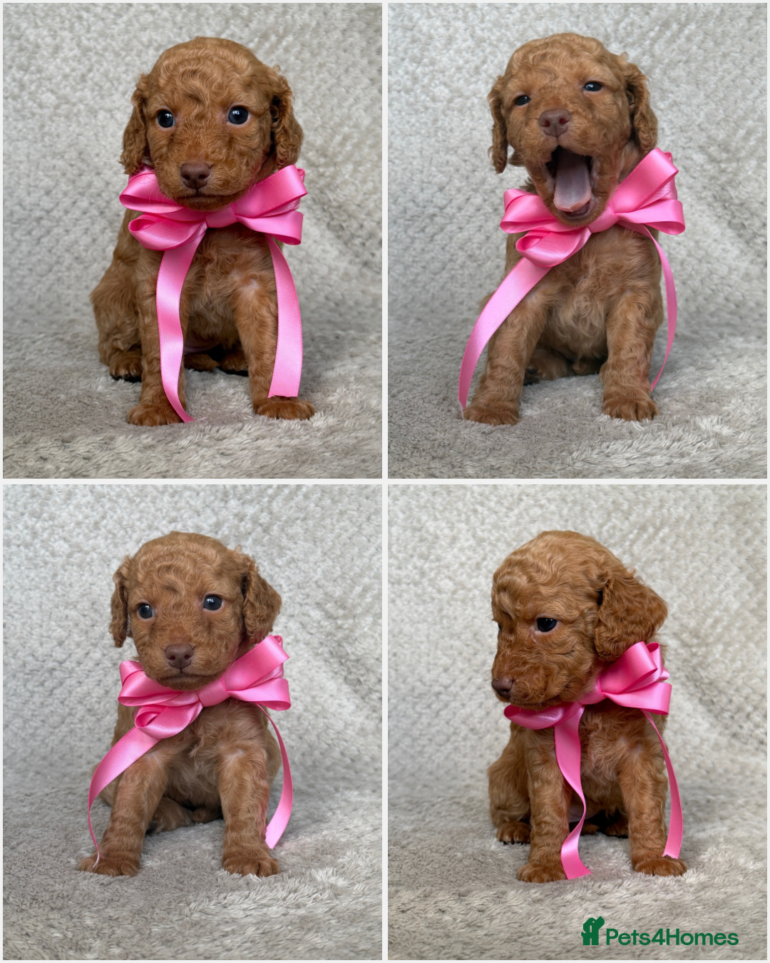 Mixed Breed dogs for sale: Cockapoo x Cavapoochon puppies 🐶 - Image 6