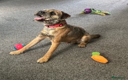 Border Terrier dogs for stud: KC border terrier  - Image 2