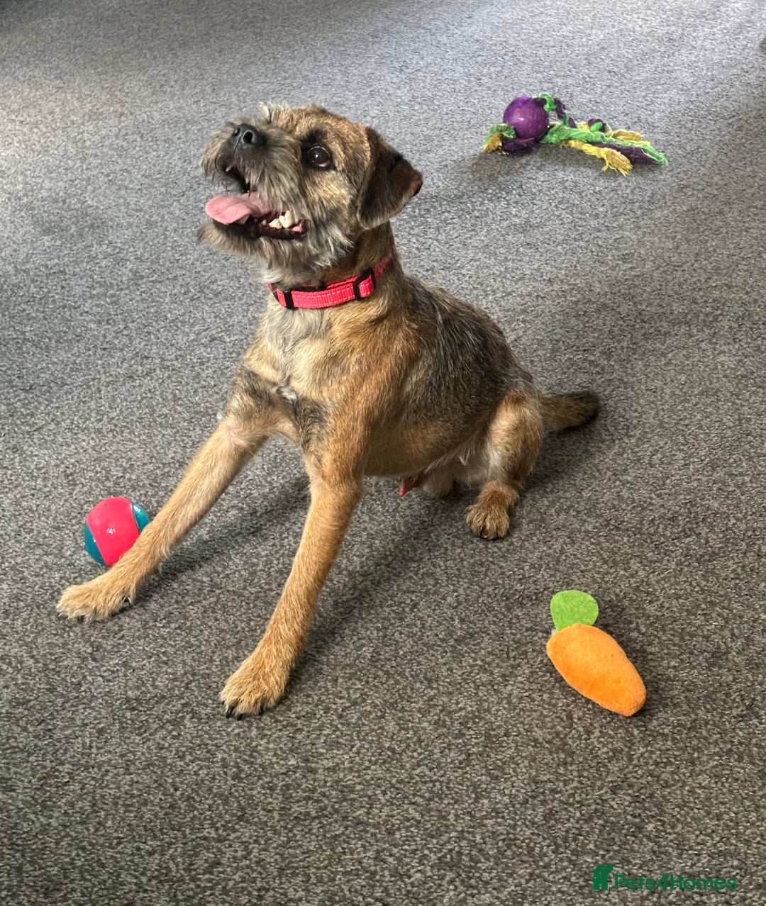 Border Terrier dogs for stud: KC border terrier  - Image 2