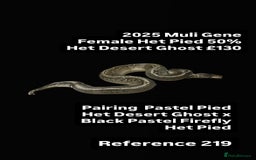 Python Snake reptiles for sale: Various 2025 & 2024 Pied Ball Pythons Royal Snake  - Image 3