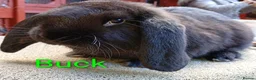 French Lop rabbits for sale: French lop  - Advert 8