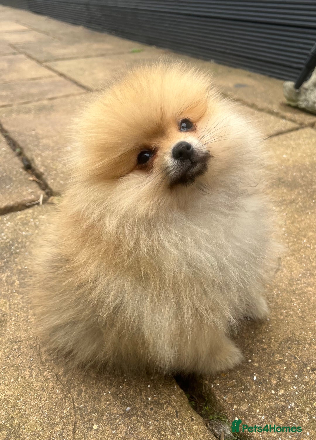 Pomeranian dogs for sale: 2 male Pomeranian puppies. 1 orange sable, 1 cream - Image 4