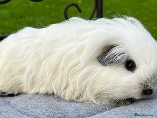 Guinea Pig rodents - Advert 3