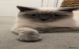 British Shorthair cats for sale: Two British short hair cats for sale - Image 3