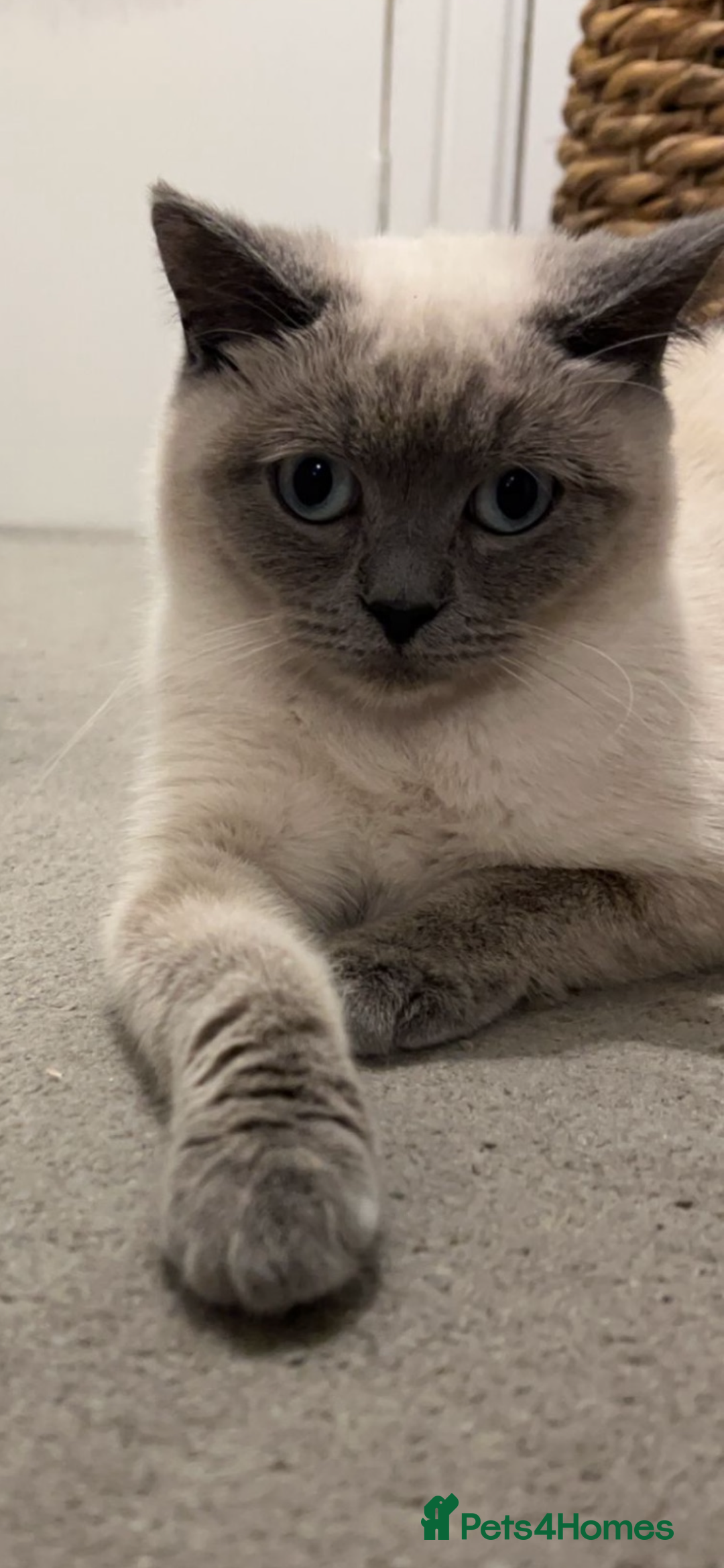 British Shorthair cats for sale: Two British short hair cats for sale - Image 3