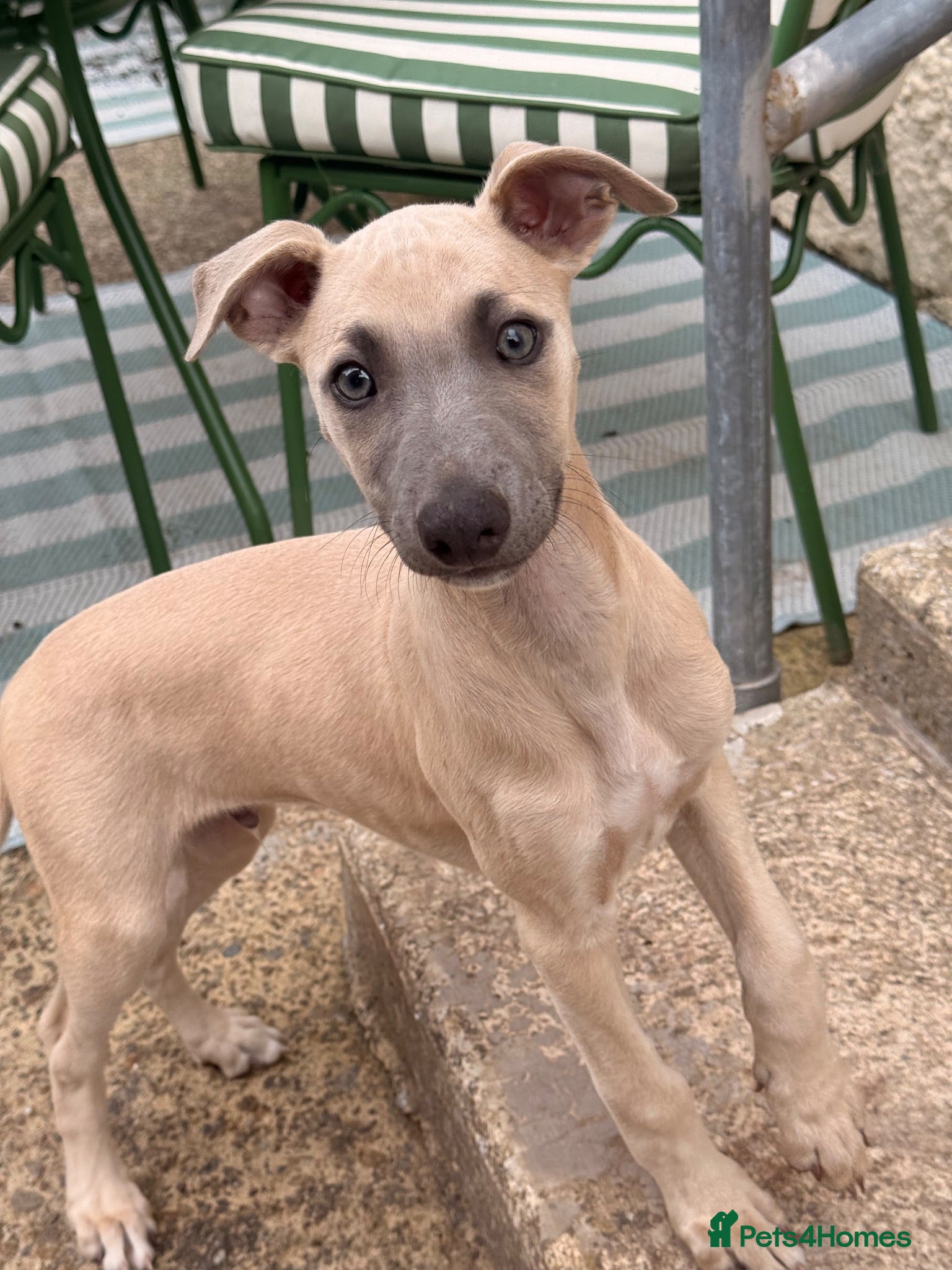 Whippet dogs Male & female whippet pups  - Advert 5